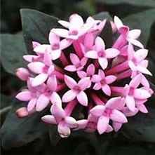 BOUVARDIA