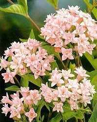 BOUVARDIA