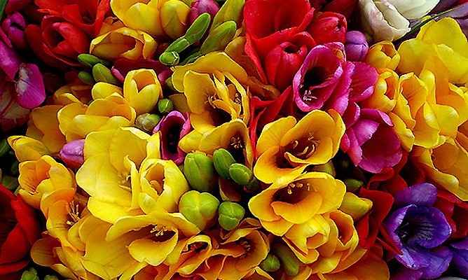 FRESIAS