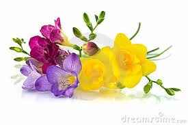 FRESIAS