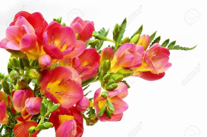 FRESIAS