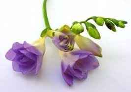 FRESIAS