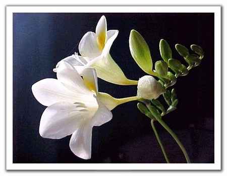 FRESIAS