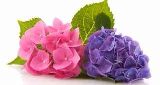 HORTENSIAS