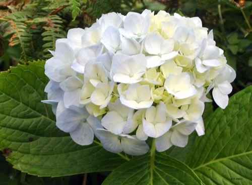 HORTENSIAS