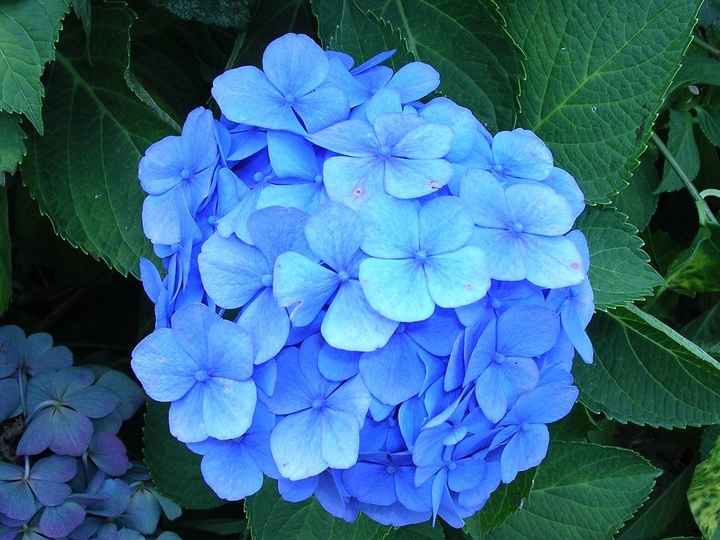 HORTENSIAS