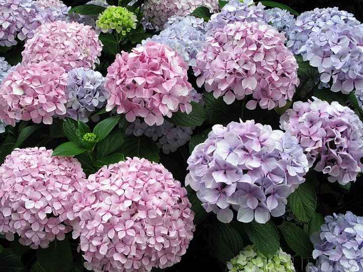 HORTENSIAS