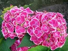 HORTENSIAS