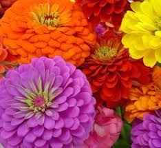 ZINNIA