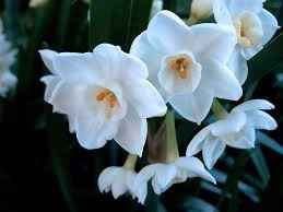 NARCISO