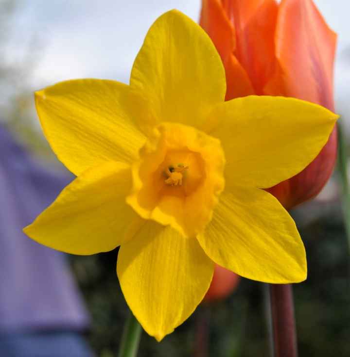 NARCISO