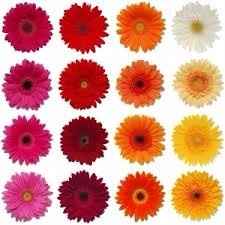 GERBERA