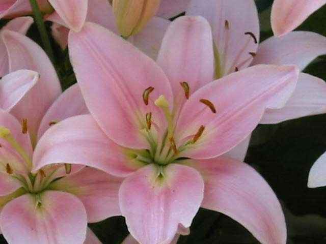 LIRIO
