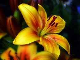 LIRIO