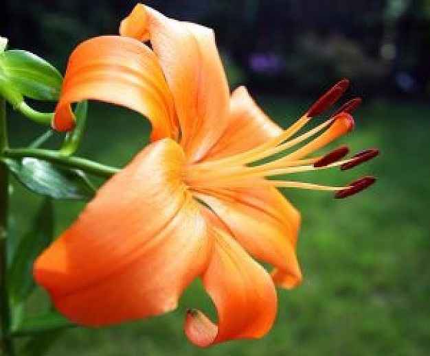 LIRIO