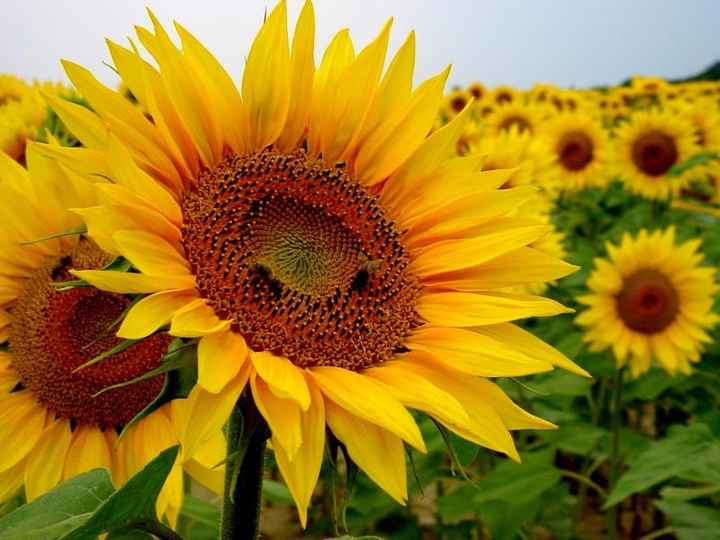 GIRASOL