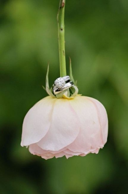 flor portaalianzas