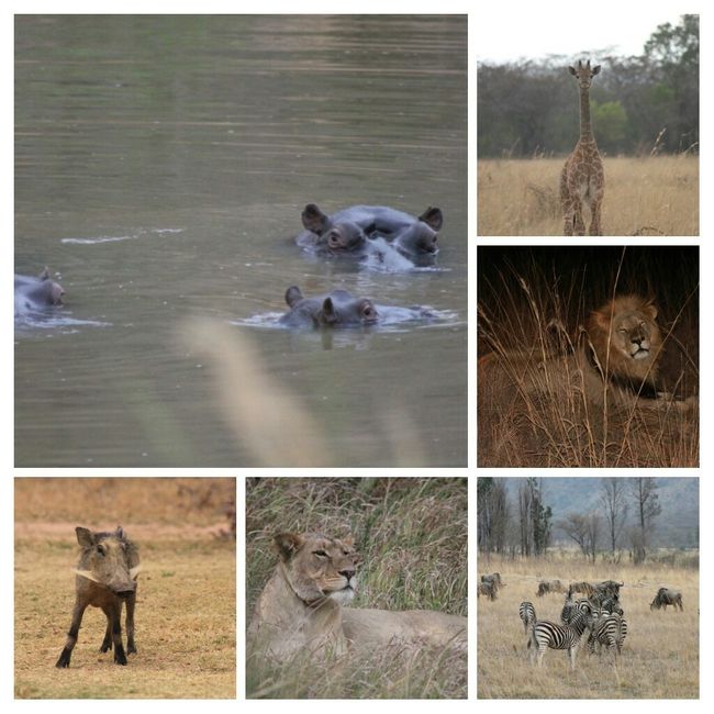 Novios que se van de safari por africa - 1