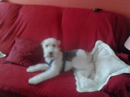 Nuestras mascotas!! - 1