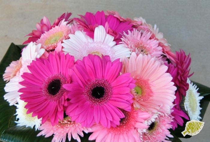 GERBERAS ROSAS BLANCAS