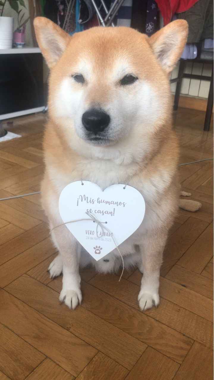 Perros en la boda 🐶🐕💕 - 1