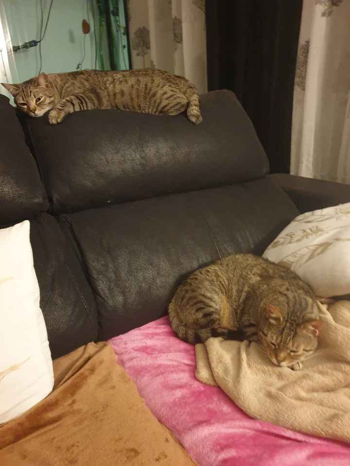 ¿Tener mascota o no? - 1
