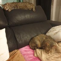 ¿Tener mascota o no? - 1