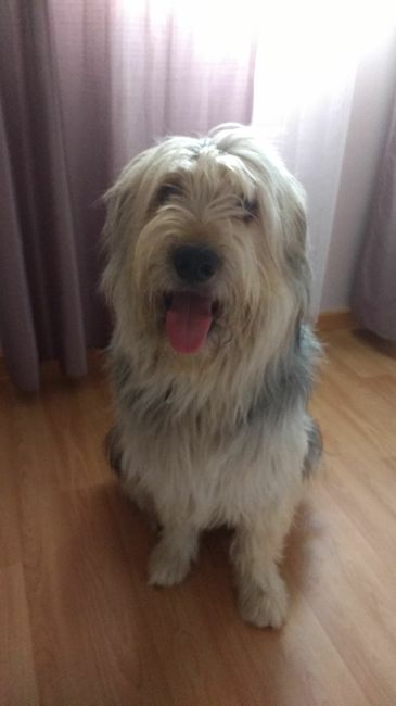  Cuantas quereis que os acompañe vuestro perrihij@!!! - 2