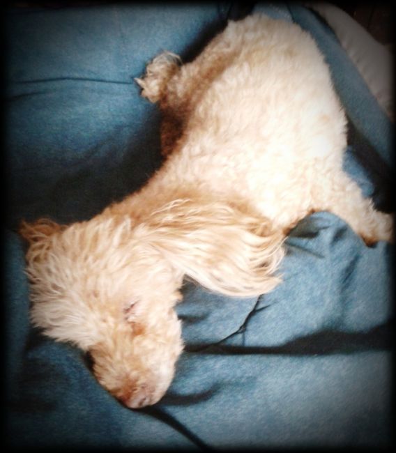 Nuestras mascotas!! - 2