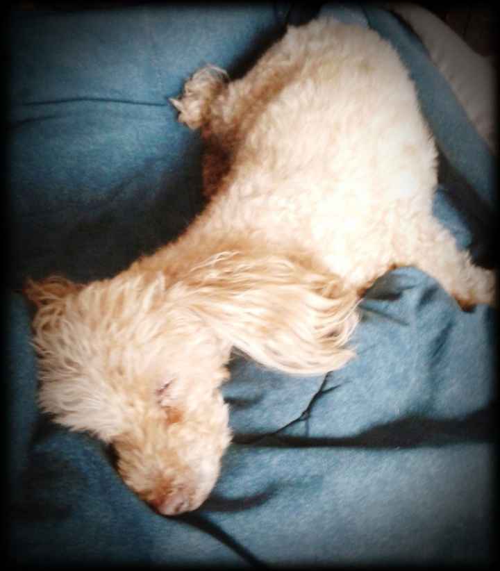 Nuestras mascotas!! - 2