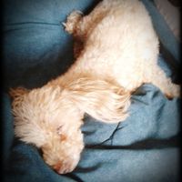 Nuestras mascotas!! - 2