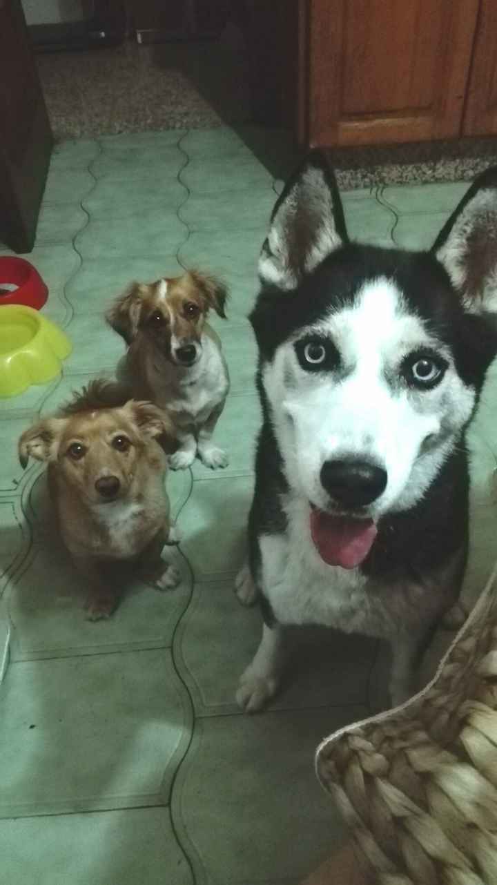 mi familia perruna
