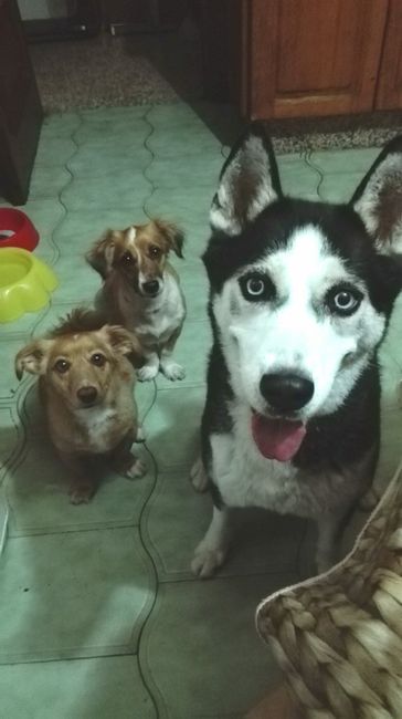 mi familia perruna