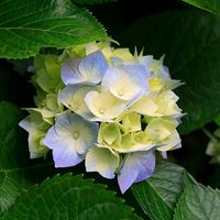 hortensias