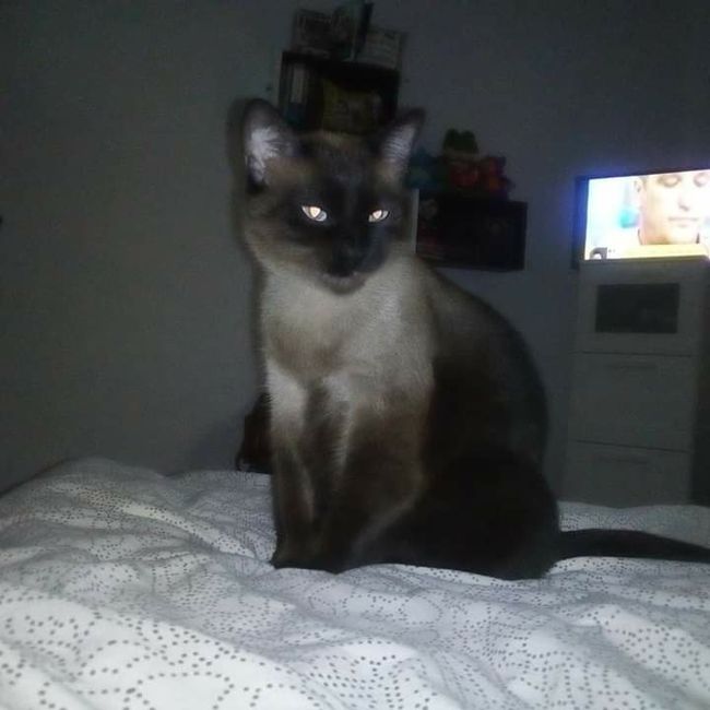 Gatos elegantes - 2