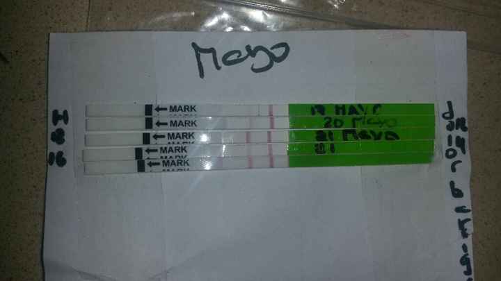 nuevo buscadoras Mayo 2019 - 2