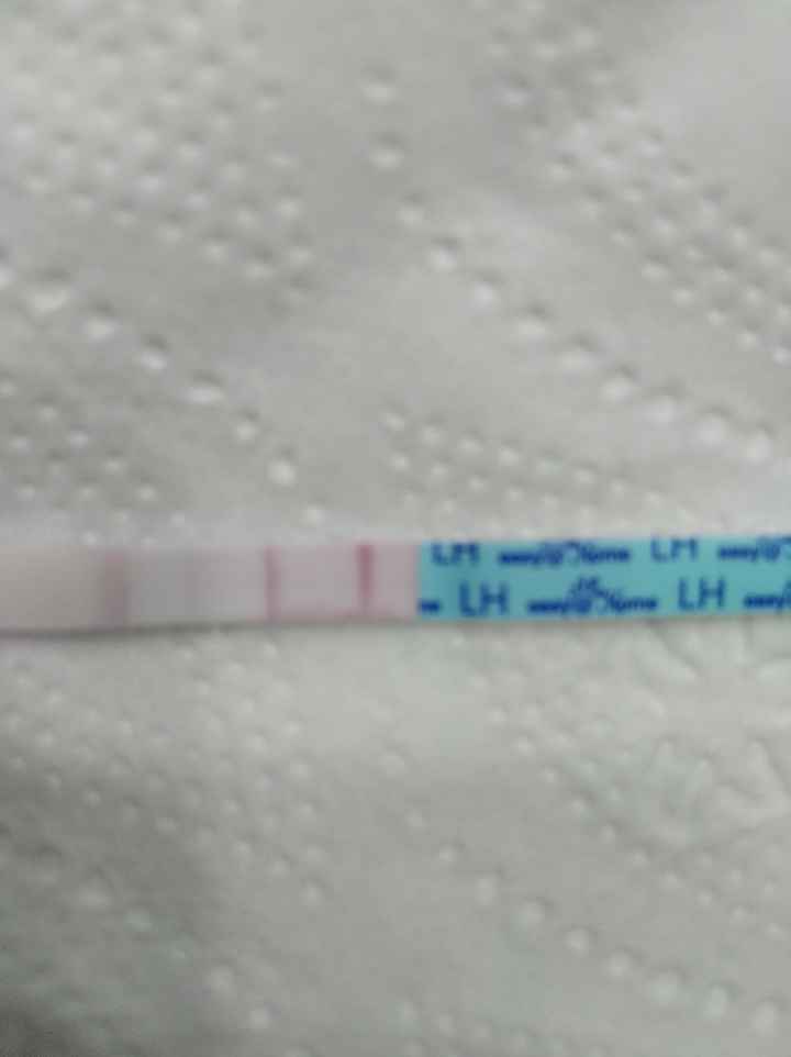 Test de ovulacion positivo dos semanas después de haber ovulado 1