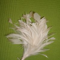 flor pelo