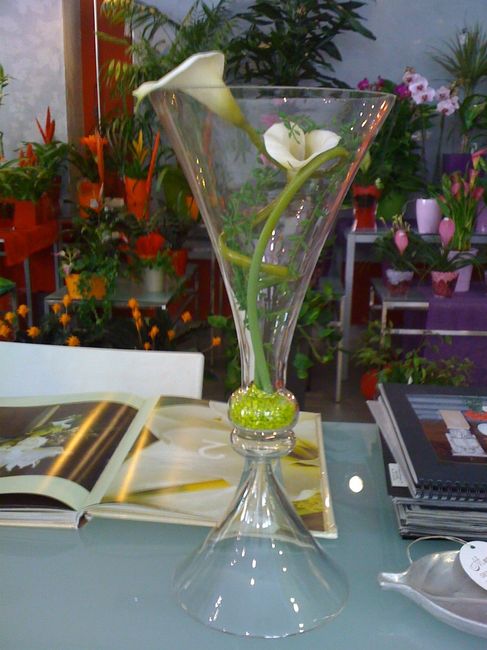 Regal mares,,,,,,,
