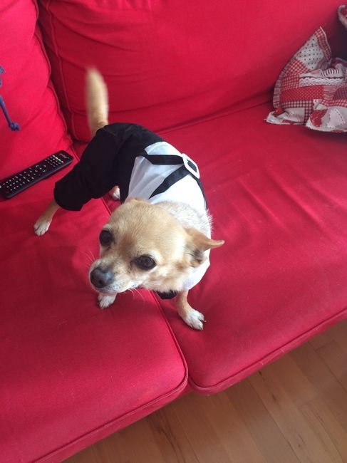 Mi pequeñin ya tiene traje - 2