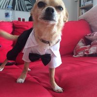 Mi pequeñin ya tiene traje - 1