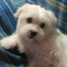Amarfil