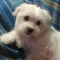 Amarfil