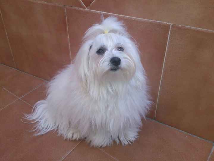 Os presento a wifi - 1