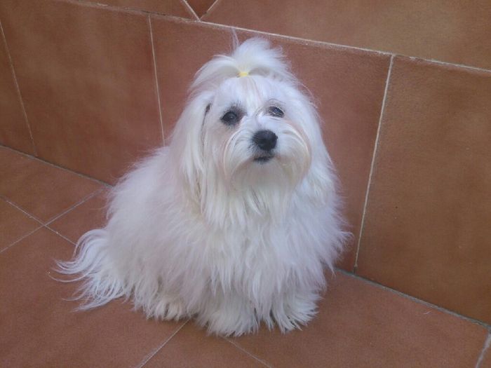 Os presento a wifi - 1