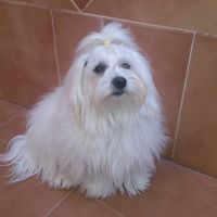 Os presento a wifi - 1