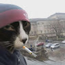 Carlos
