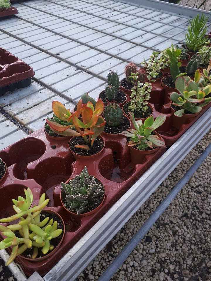 Cactus para regalar - 2