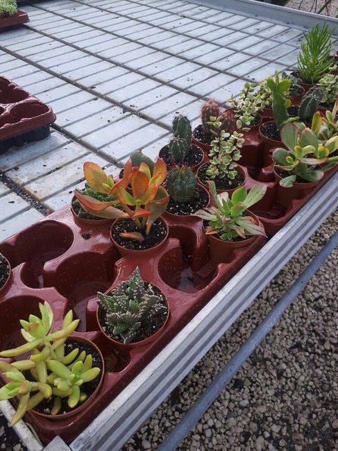Cactus para regalar - 2