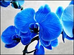 horquideas azules?